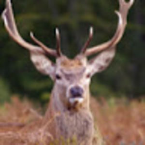 Meet your Posher, Garrett